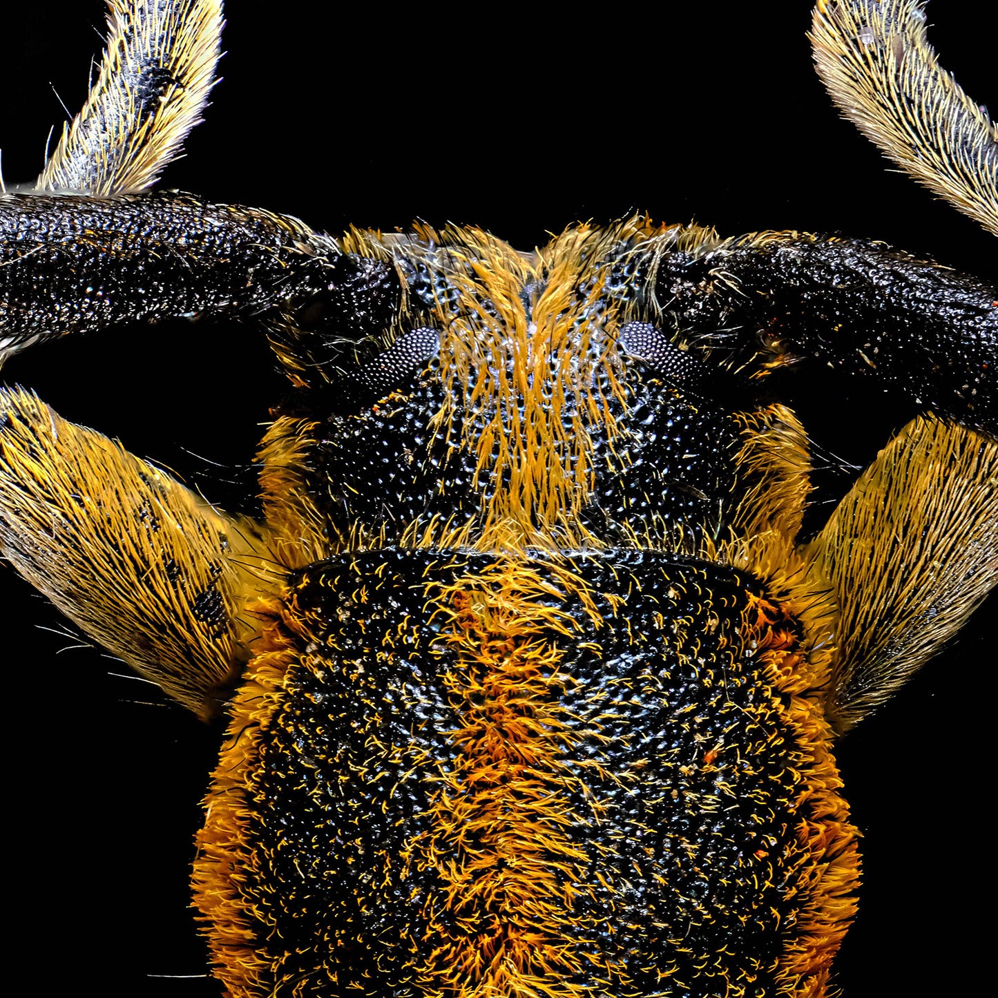 Flat Faced Longhorn Beetle