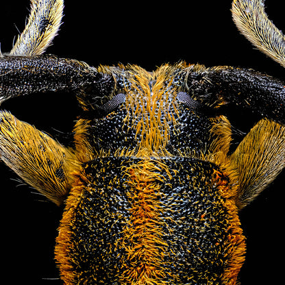 Flat Faced Longhorn Beetle