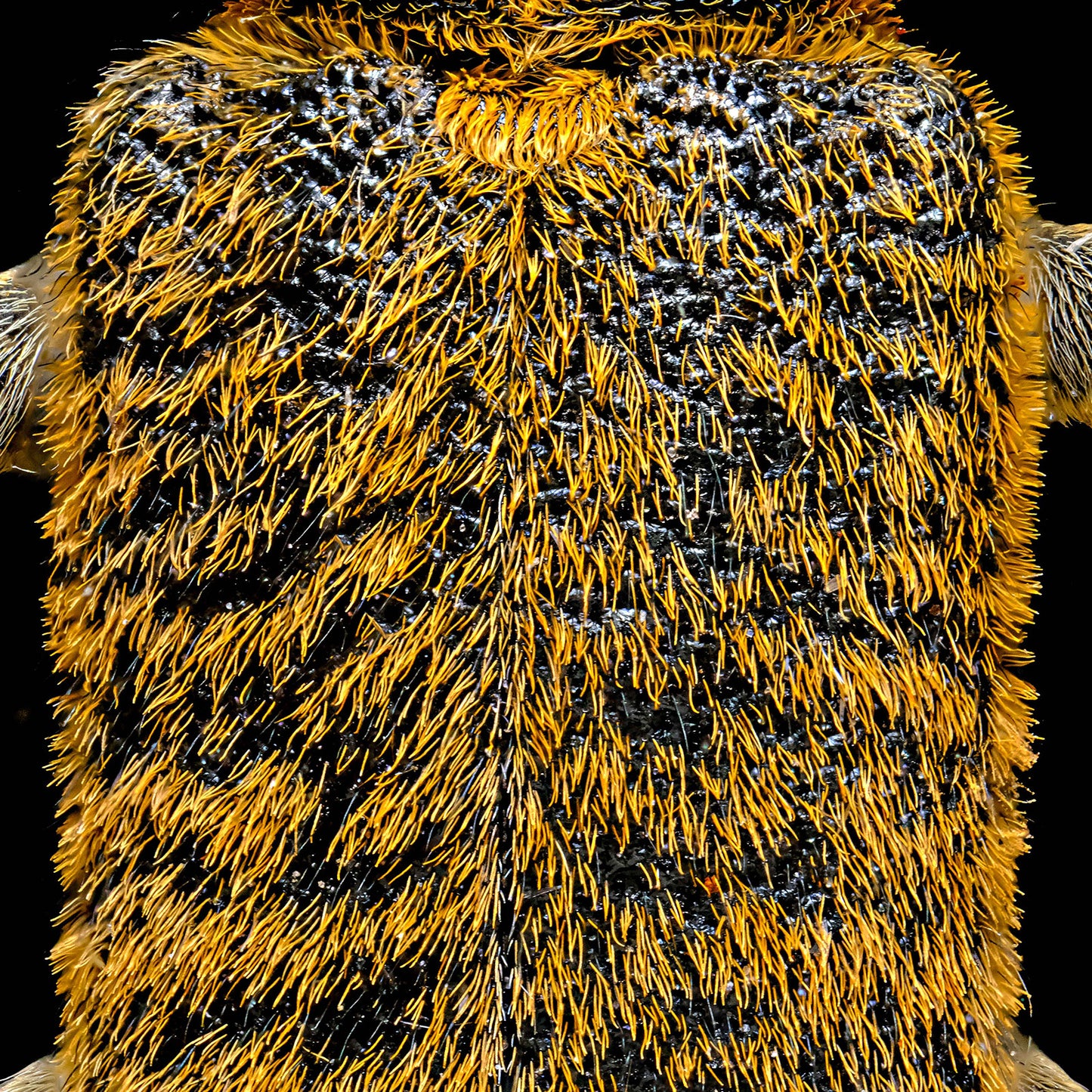 Flat Faced Longhorn Beetle