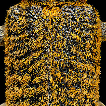 Flat Faced Longhorn Beetle