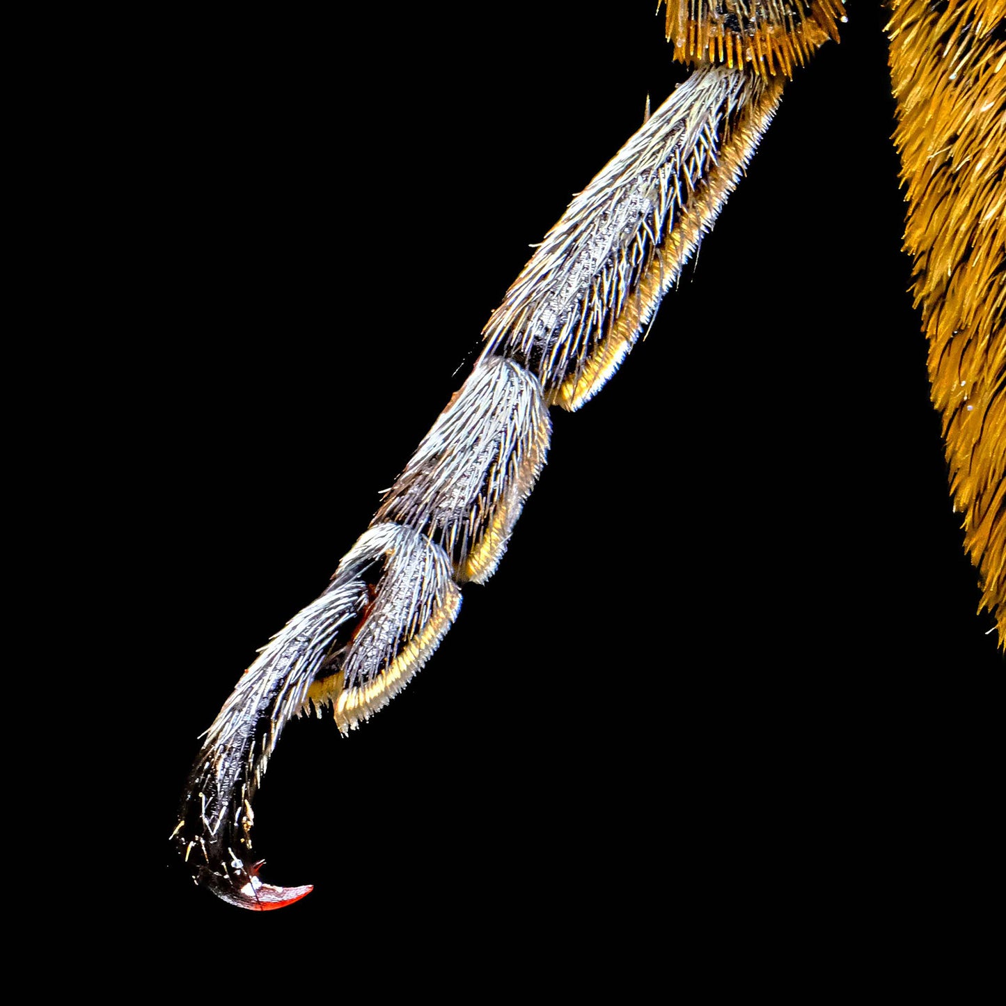 Flat Faced Longhorn Beetle