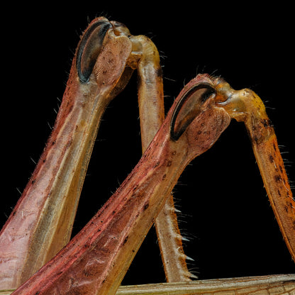 Ladder Grasshopper