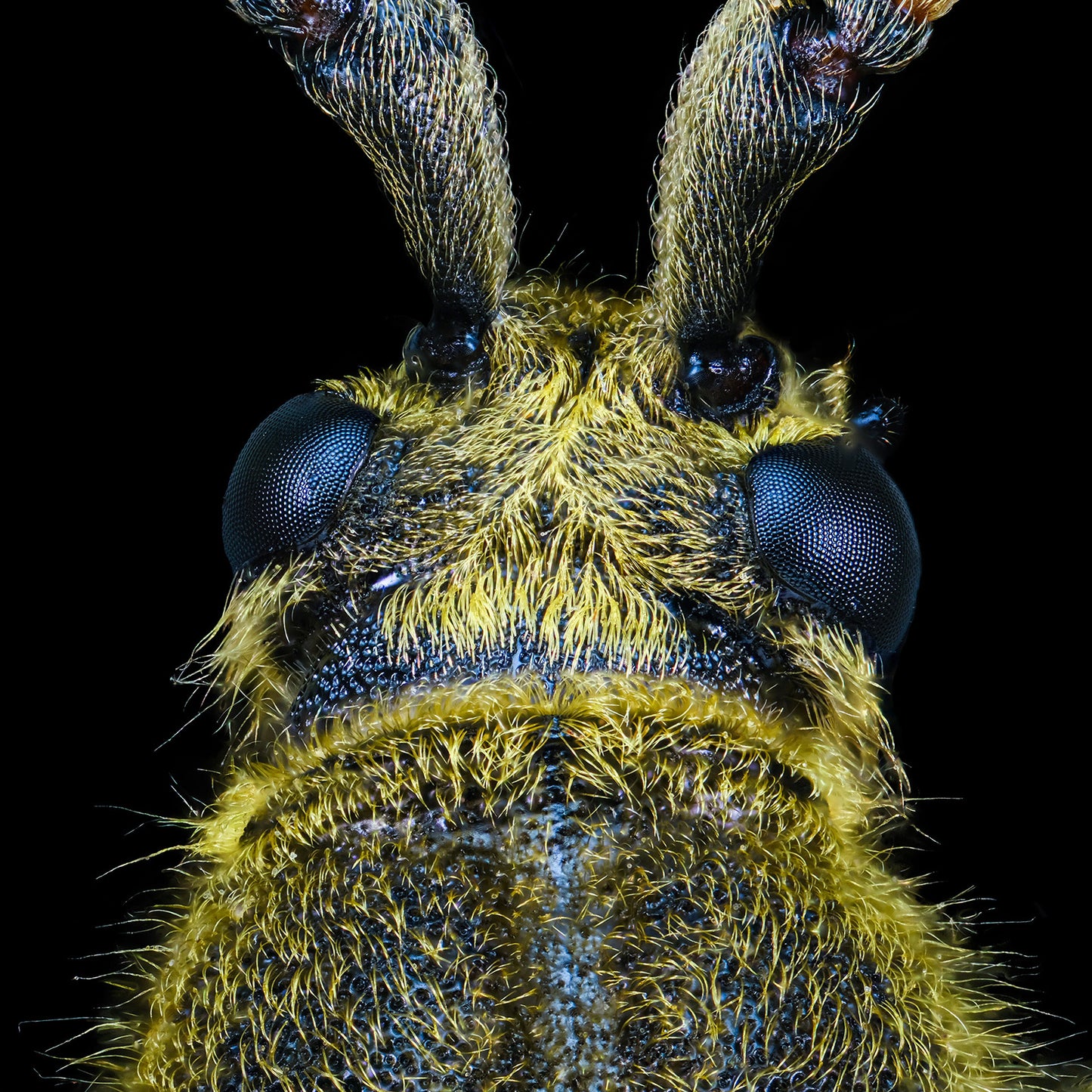 Yellow Velvet Beetle