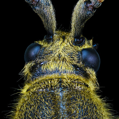 Yellow Velvet Beetle