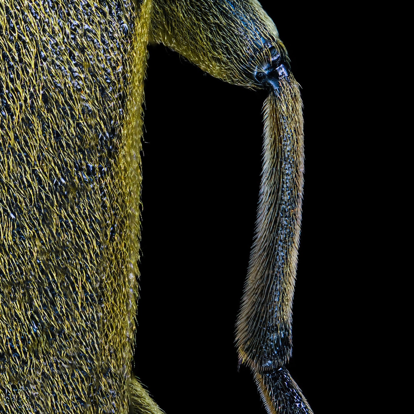 Yellow Velvet Beetle