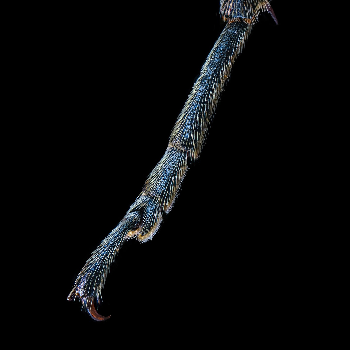 Yellow Velvet Beetle