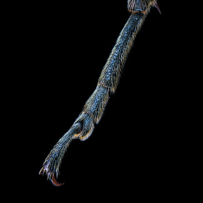 Yellow Velvet Beetle