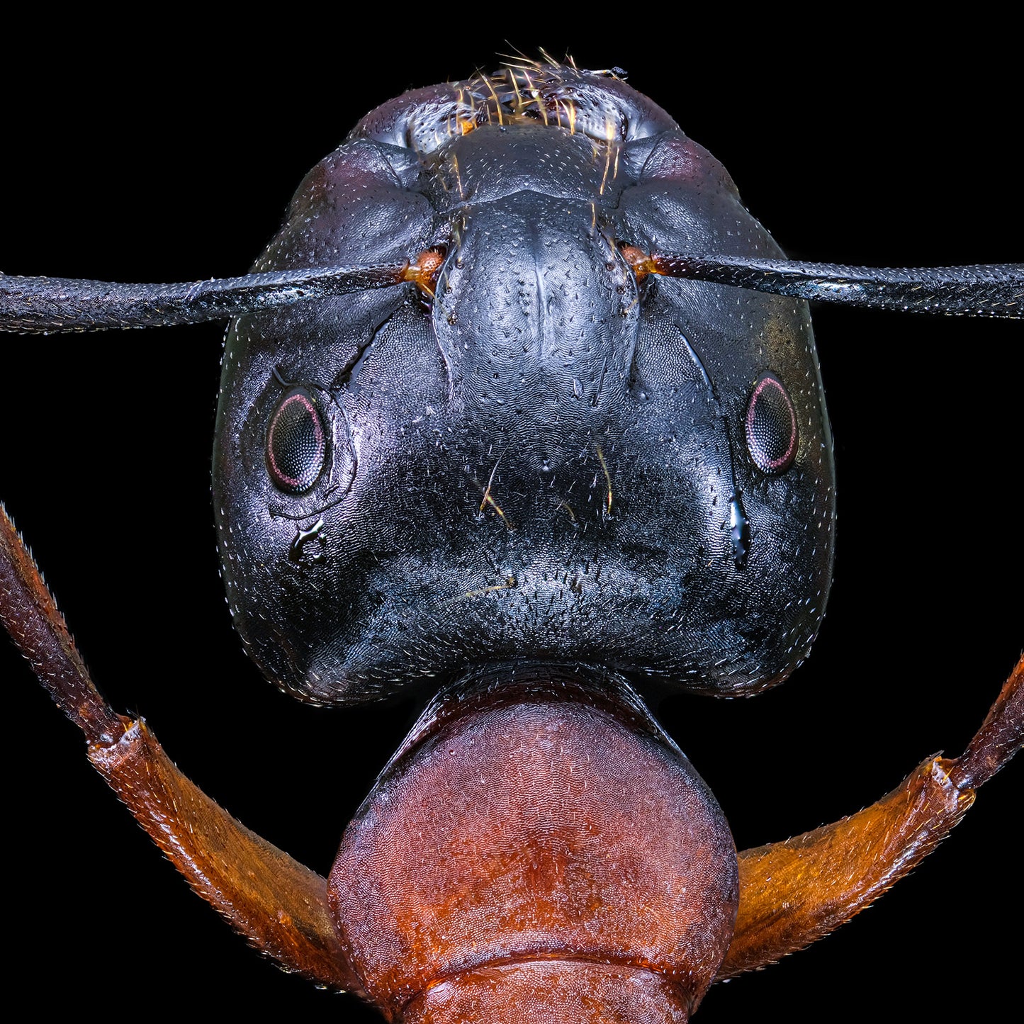 Brown-Black Carpenter Ant