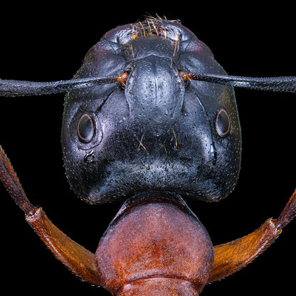 Brown-Black Carpenter Ant
