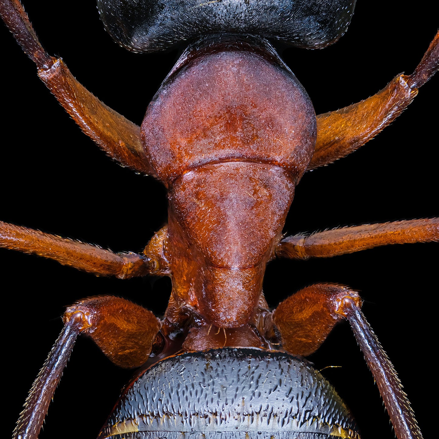 Brown-Black Carpenter Ant