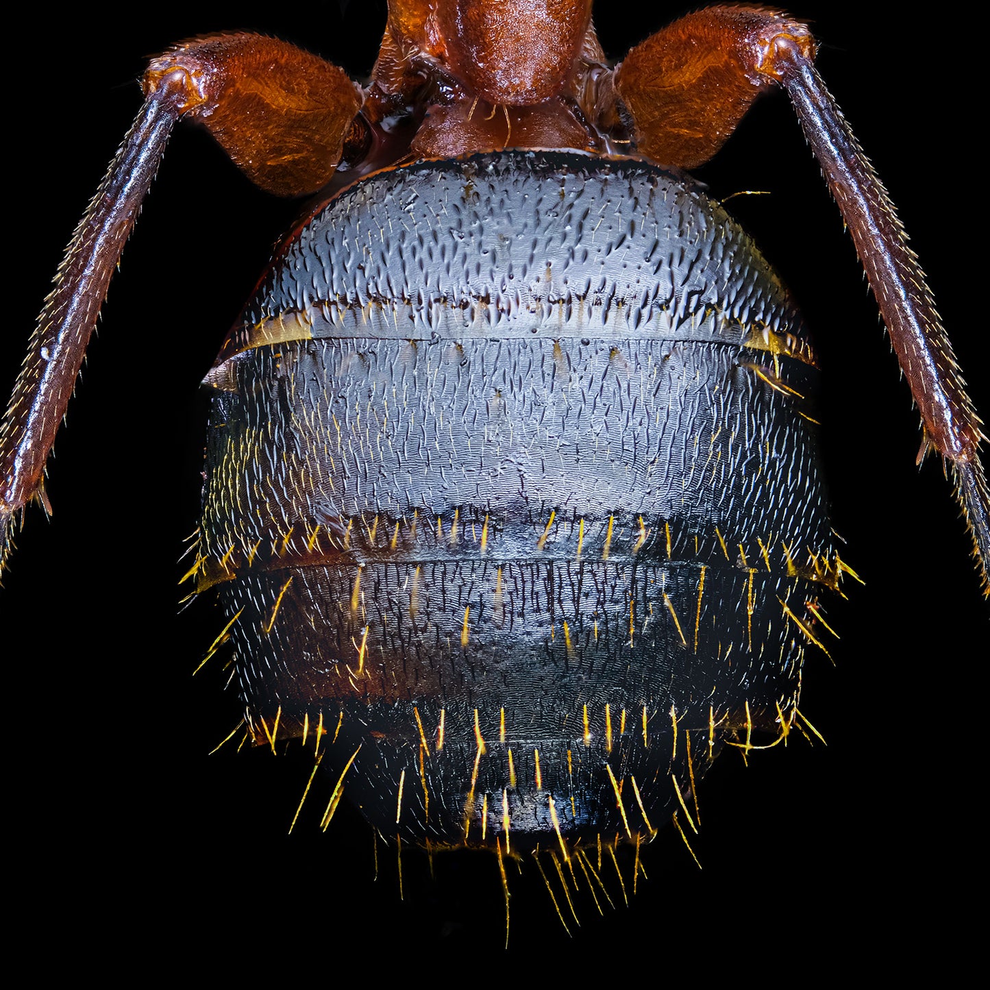 Brown-Black Carpenter Ant