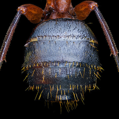 Brown-Black Carpenter Ant