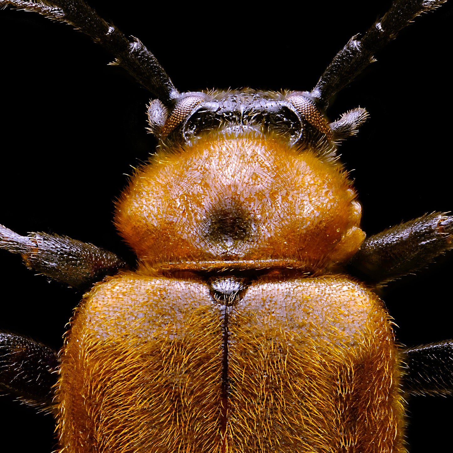 Scarce Cardinal Beetle