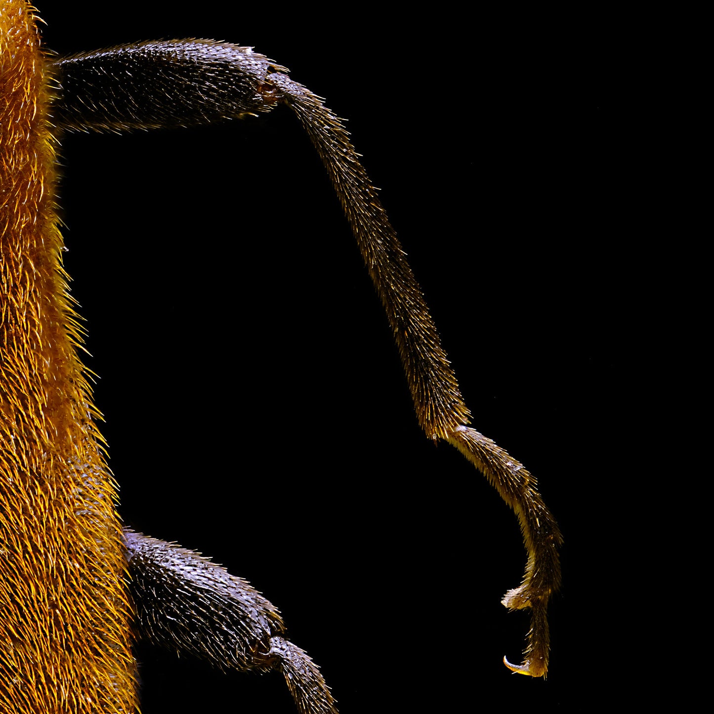 Scarce Cardinal Beetle