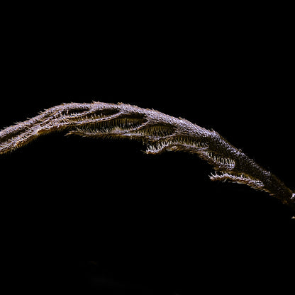 Scarce Cardinal Beetle