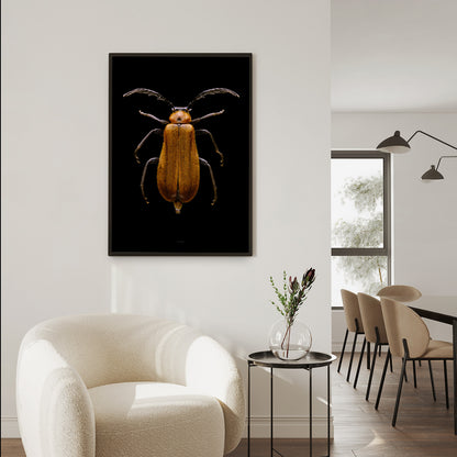 Scarce Cardinal Beetle