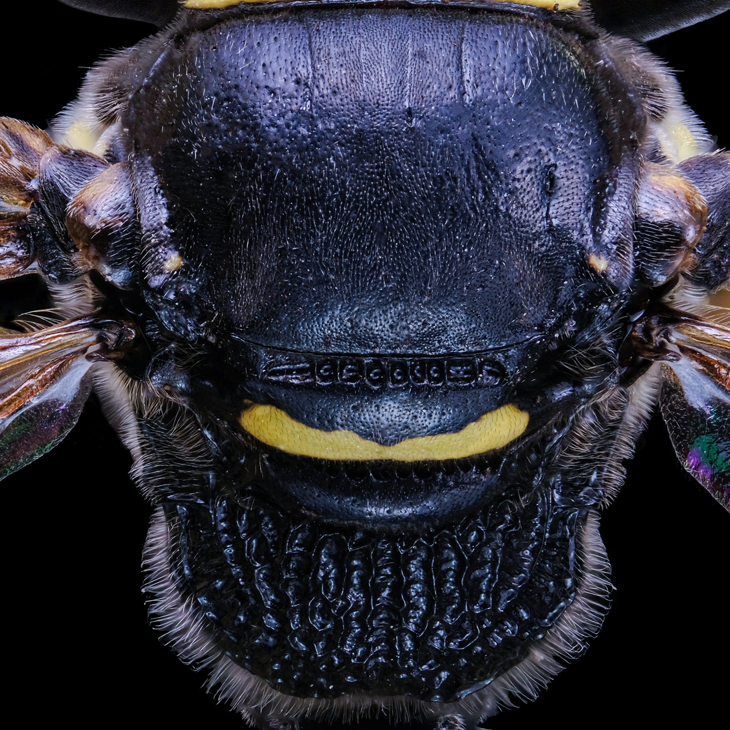 Two-girdled Digger Wasp