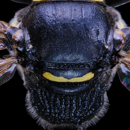 Two-girdled Digger Wasp