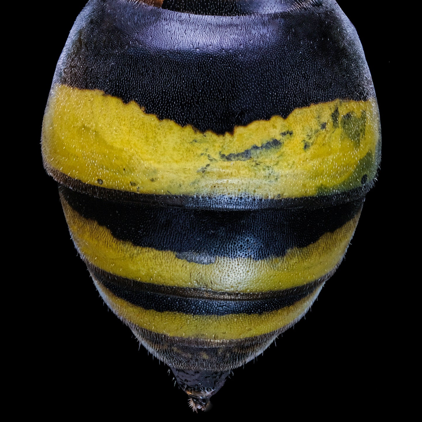 Two-girdled Digger Wasp