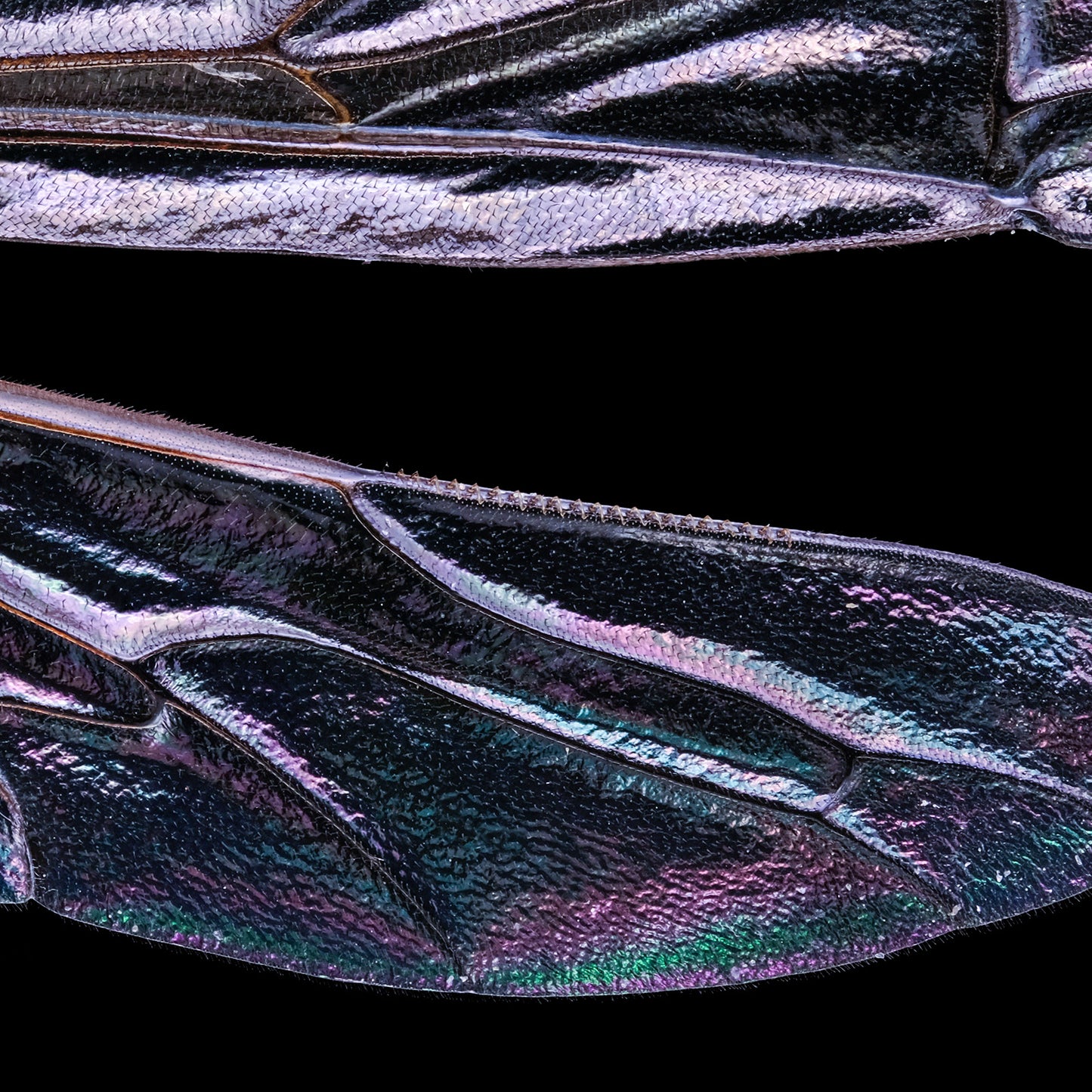 Two-girdled Digger Wasp