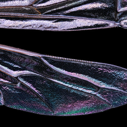 Two-girdled Digger Wasp